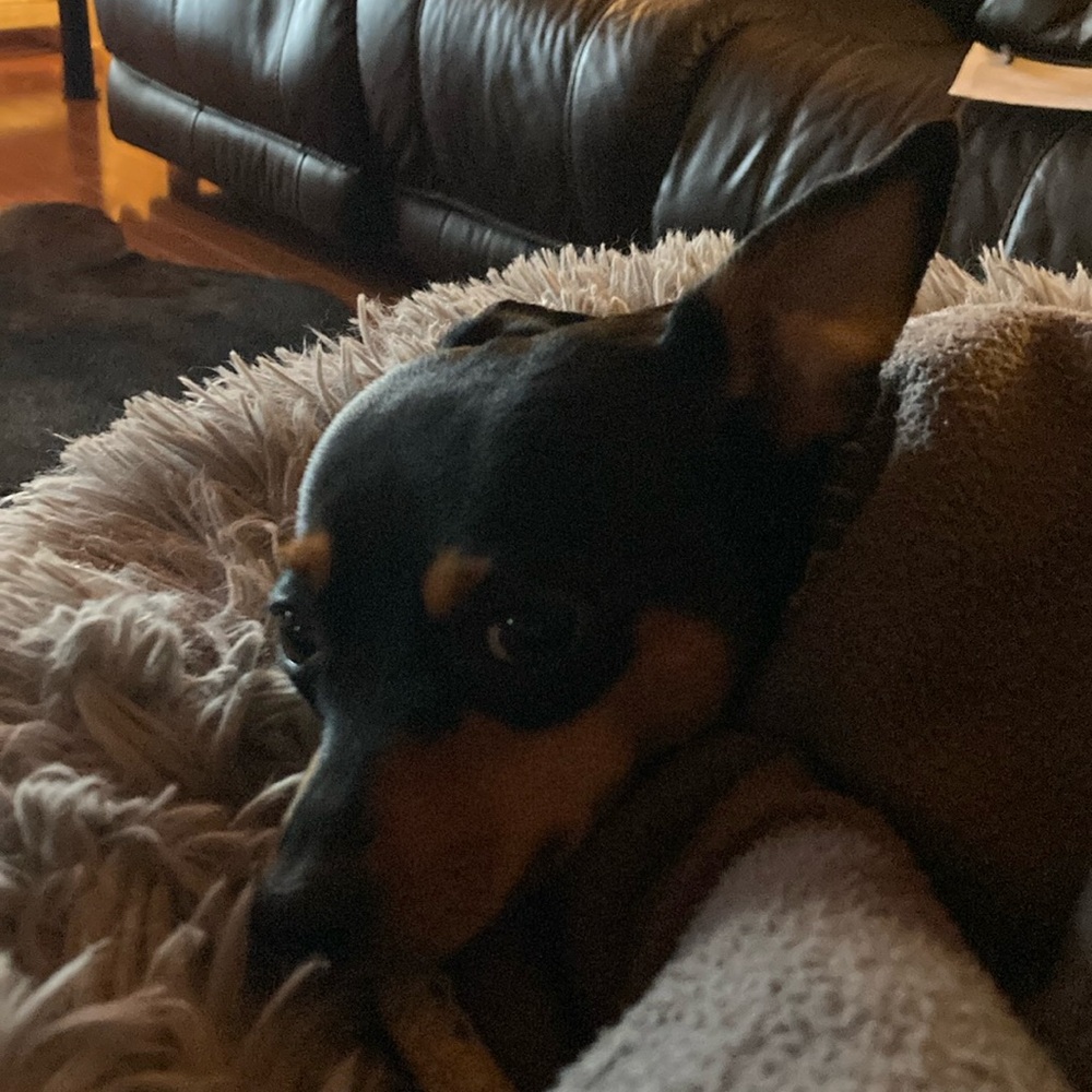 Meet your Posher, Diane